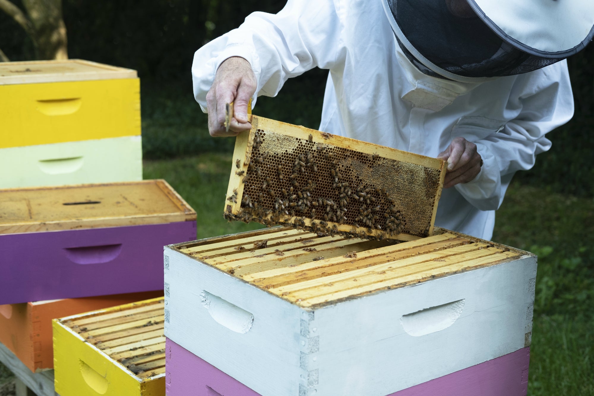 Bee Calm Naturals - Beehind the Brand - Beekeeping